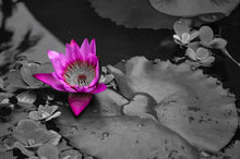 Load image into Gallery viewer, Water Lily With Love by StuART Alabi