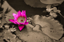 Load image into Gallery viewer, Water Lily With Love by StuART Alabi