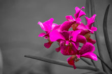 Load image into Gallery viewer, Orchid by StuART Alabi
