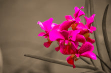 Load image into Gallery viewer, Orchid by StuART Alabi