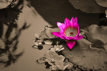 Load image into Gallery viewer, Water Lily by StuART Alabi
