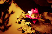 Load image into Gallery viewer, Water Lily by StuART Alabi
