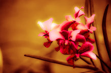 Load image into Gallery viewer, Orchid by StuART Alabi
