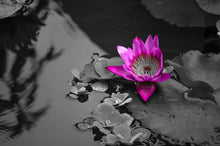 Load image into Gallery viewer, Water Lily by StuART Alabi
