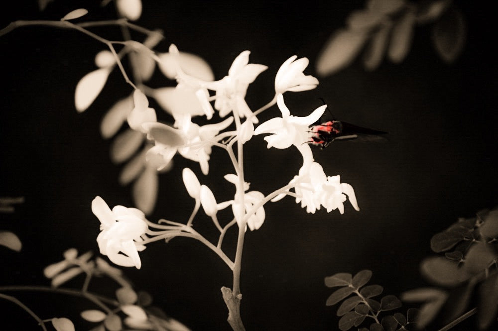 Moringa Butterfly by StuART Alabi