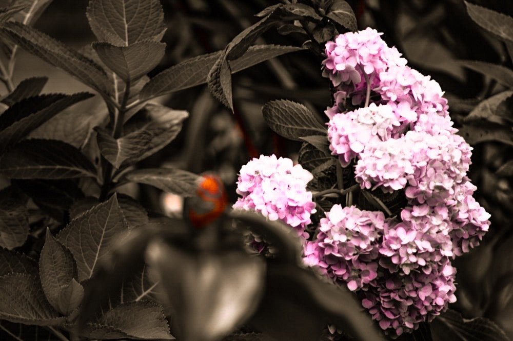 Hydrangeas by StuART Alabi