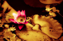 Load image into Gallery viewer, Water Lily With Love by StuART Alabi
